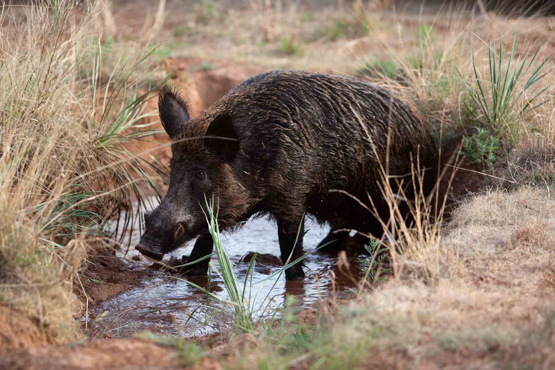 Lunugamvehera National Park Shared Safari