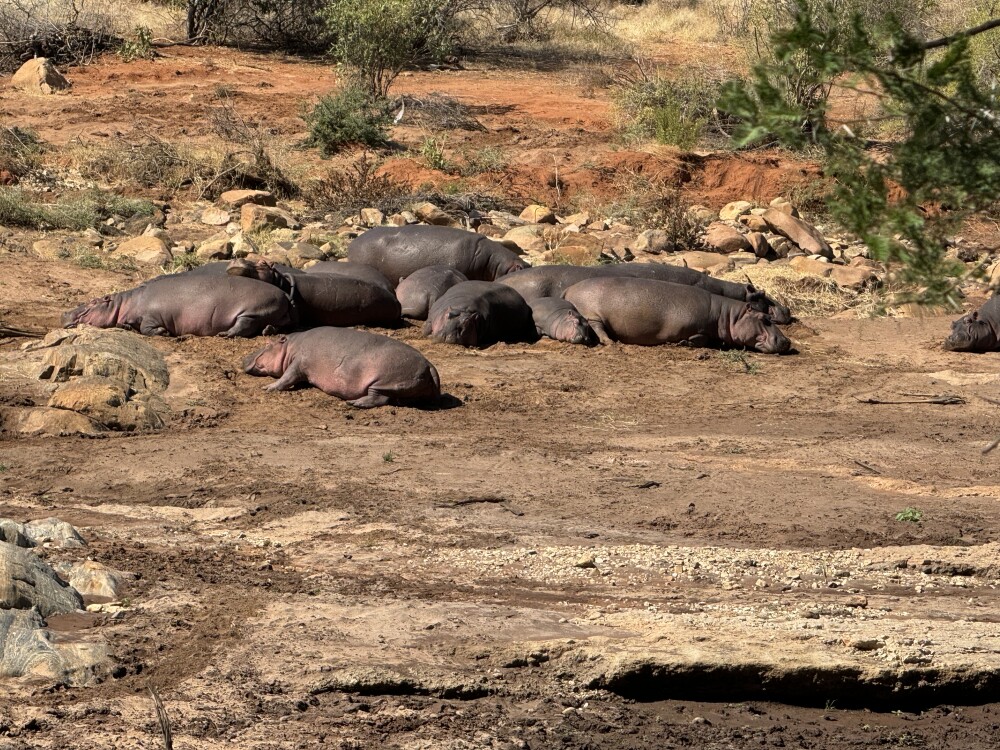 3-Day Private Masai Mara Safari from Nairobi – photo 5