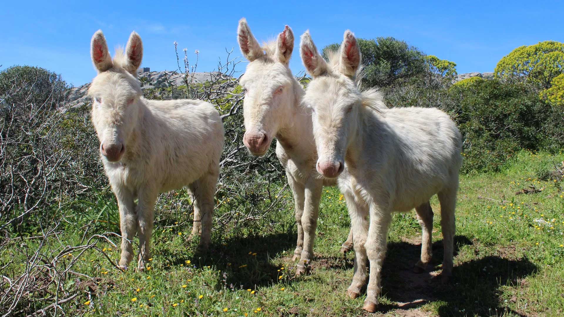 From Stintino: sailboat tour to Asinara with lunch - Photo 17