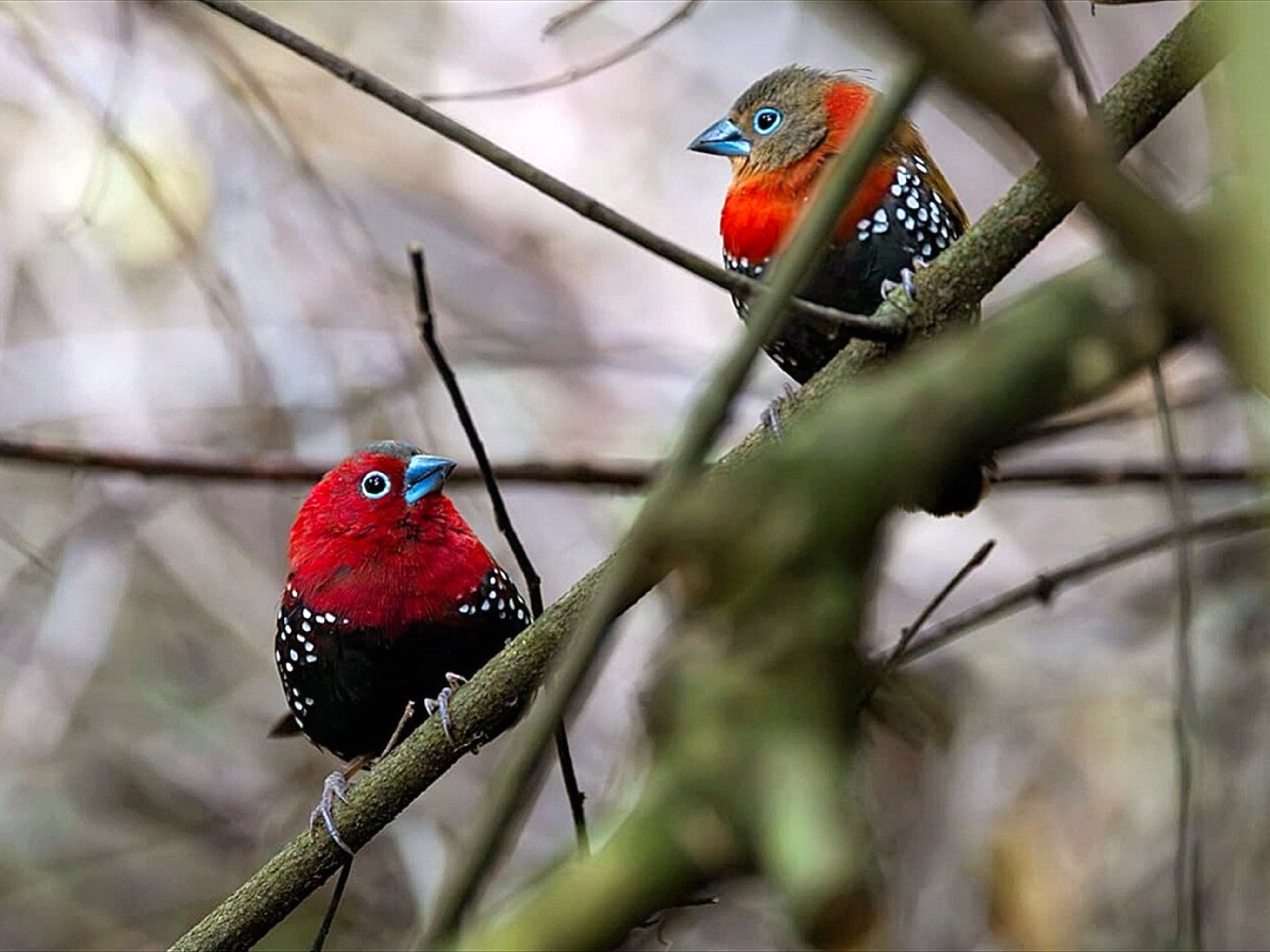 Arusha: piragüismo en el lago Duluti | Observación de aves | Excursión de un día a pie por la naturaleza - Foto 4