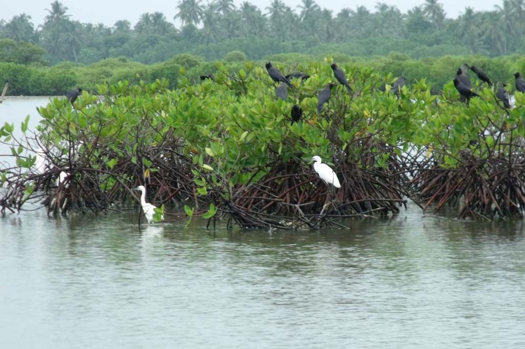 Birdwatching Boat Ride in Muthurajawela Marsh from Colombo
