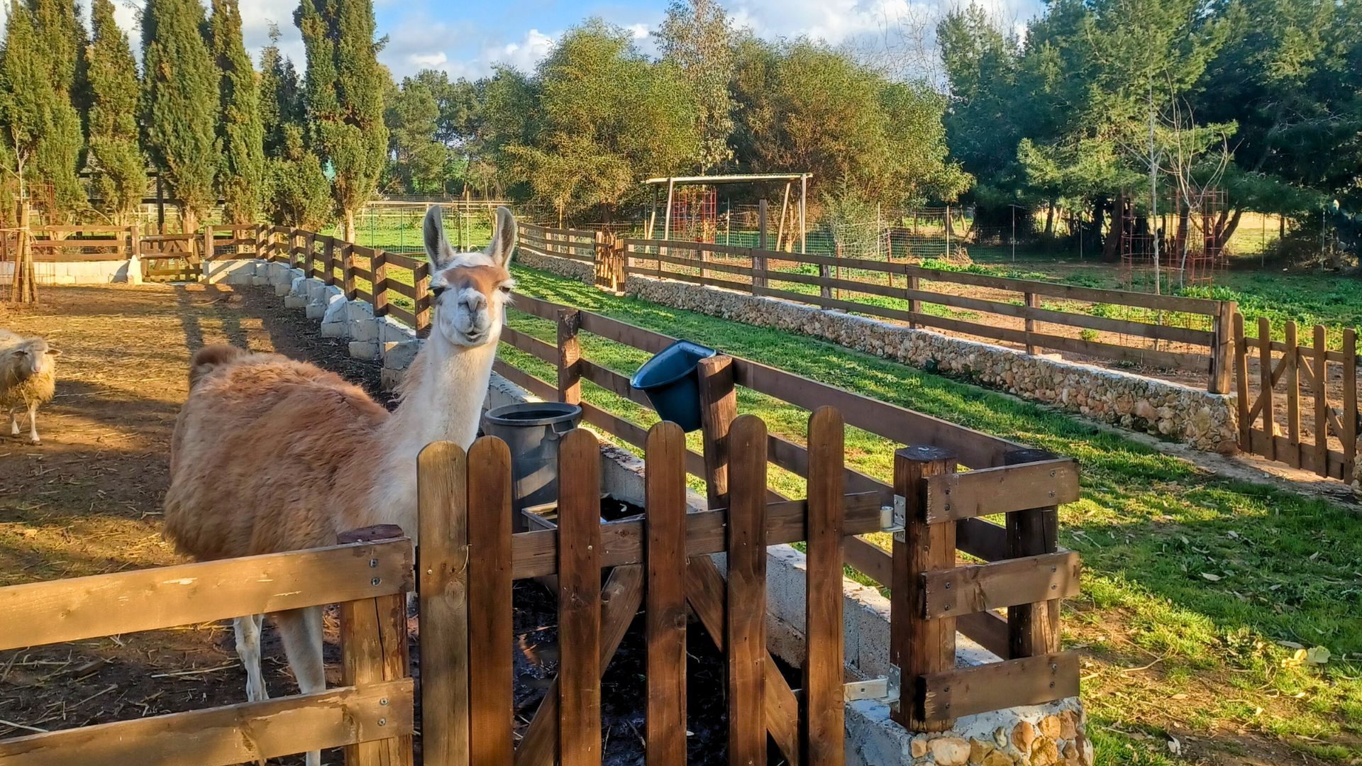 Sassari: visit to the Roman Castrum and the educational farm - Photo 11