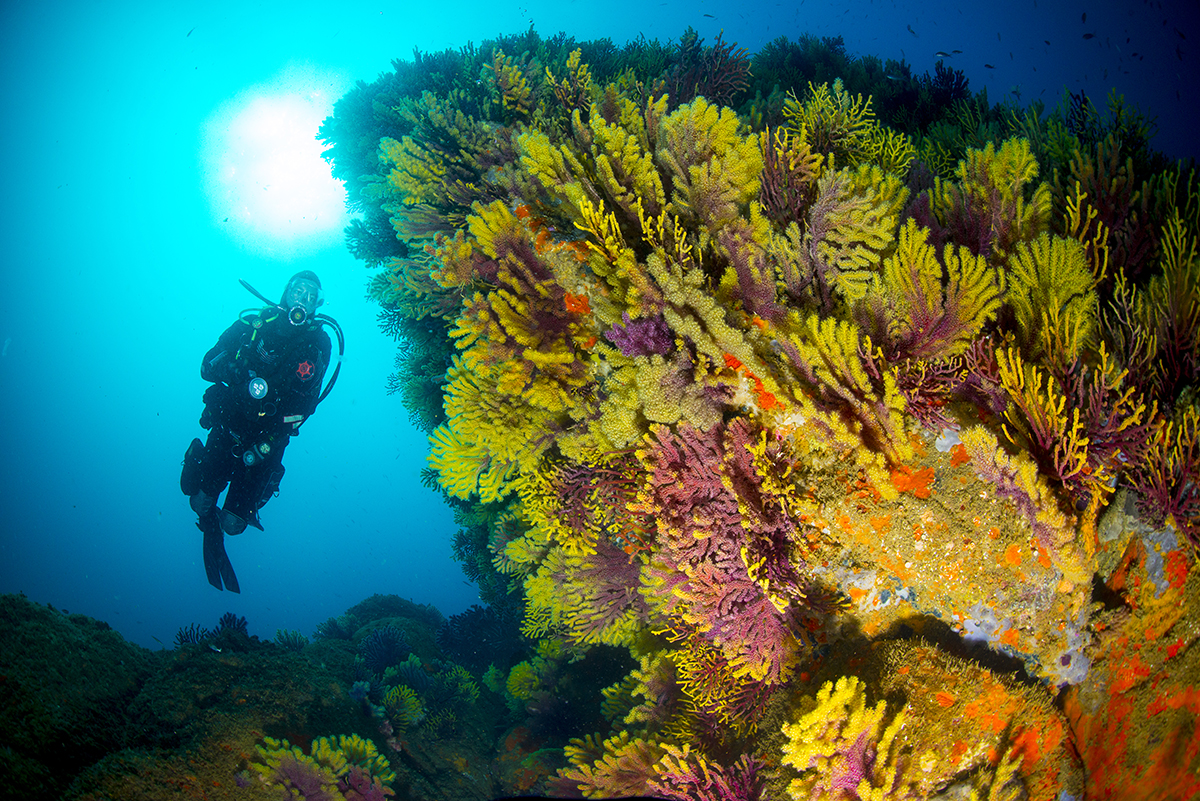 PADI Open Water Diver - First diving title - Photo 11