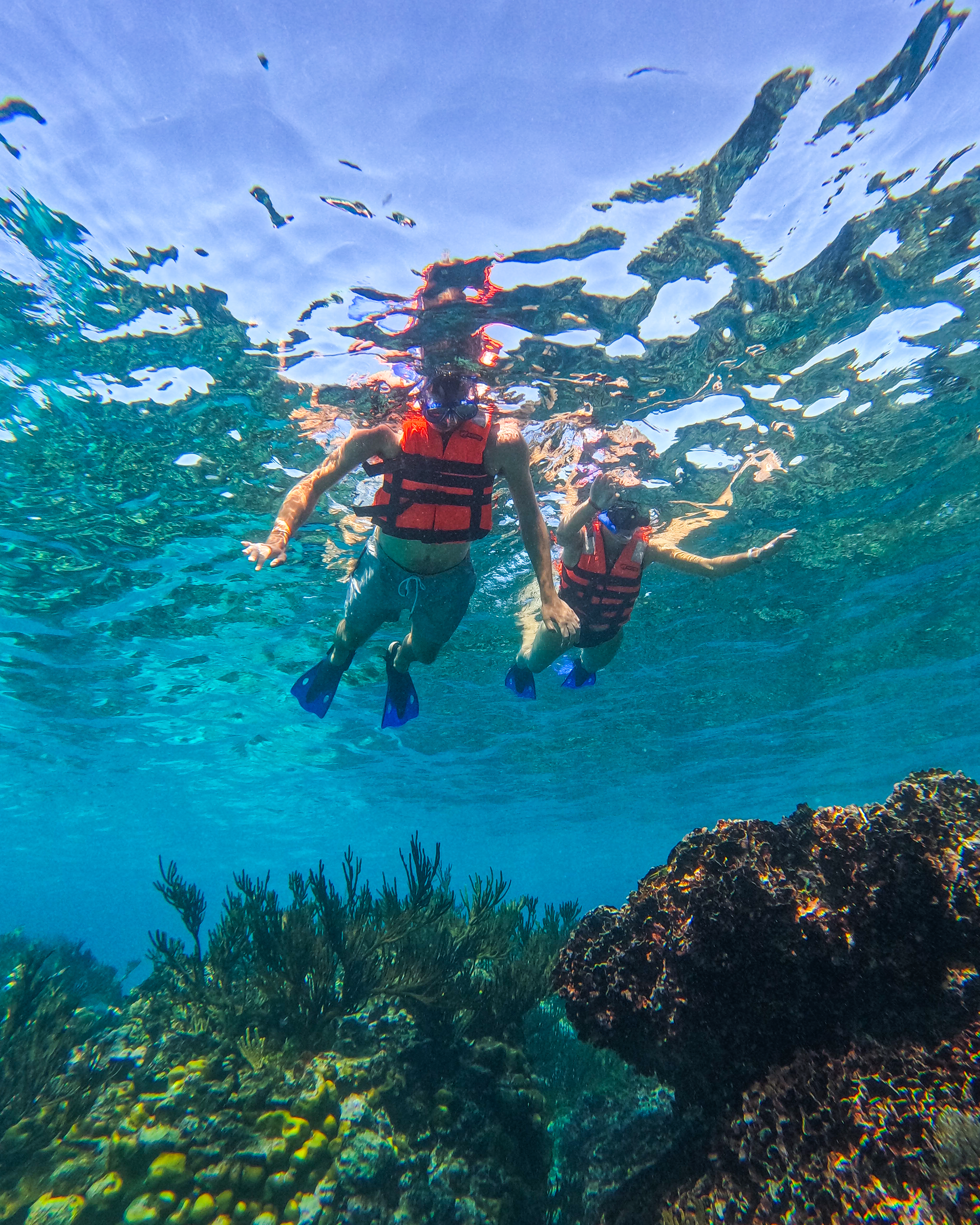 1.5 hours Snorkeling at Tulum's paradise reef — 75/92