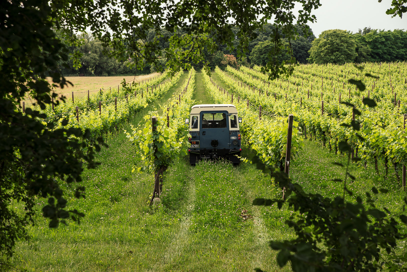 4x4 Vineyard Tour with WineTasting Experience - Photo 11