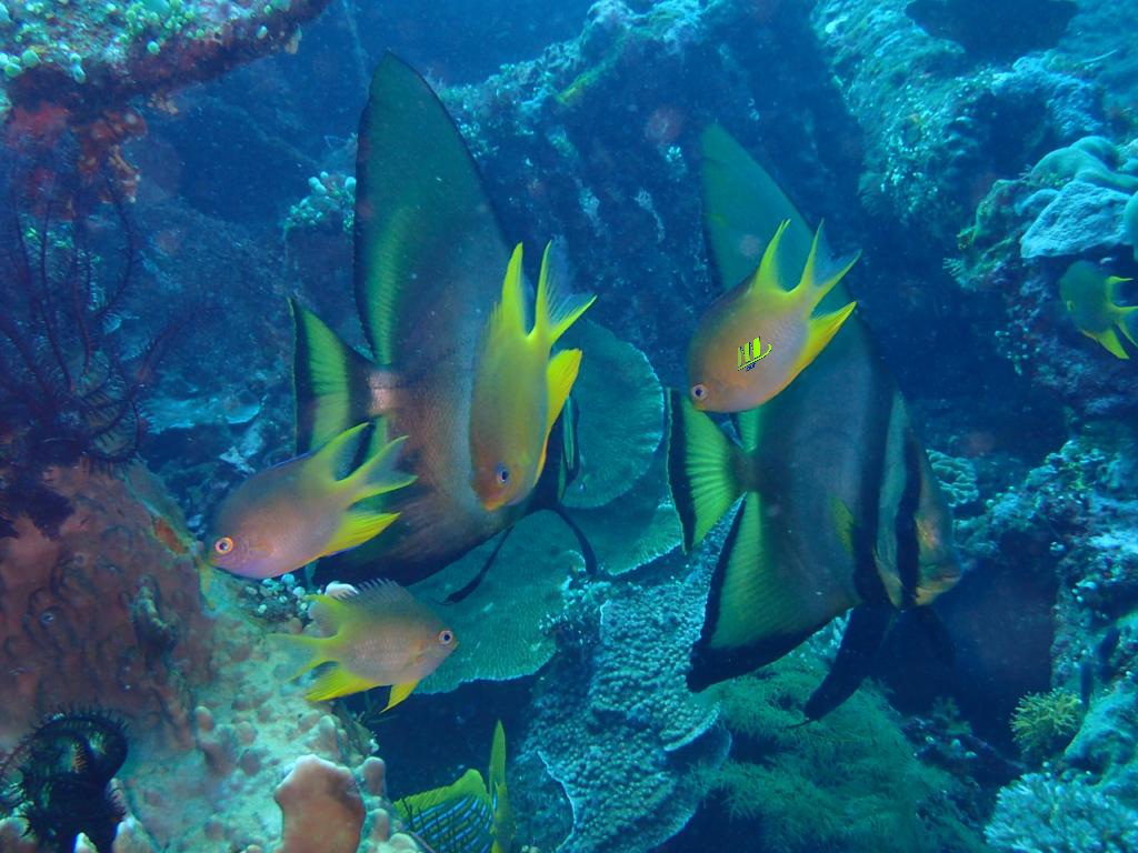 Buceo privado de experiencia guiada de 8 horas en Tulamben - Foto 5