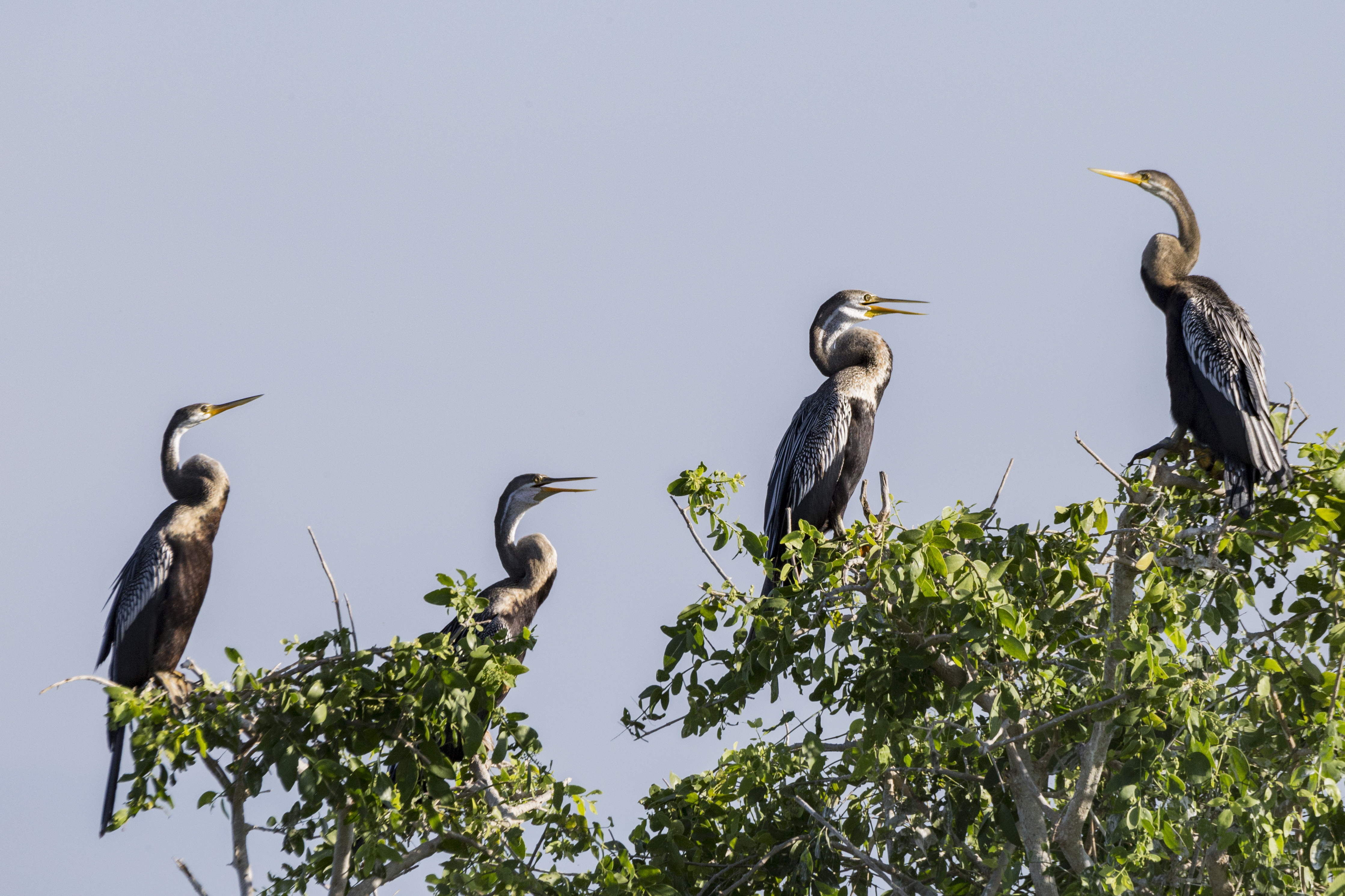 Bundala National Park Shared Safari.