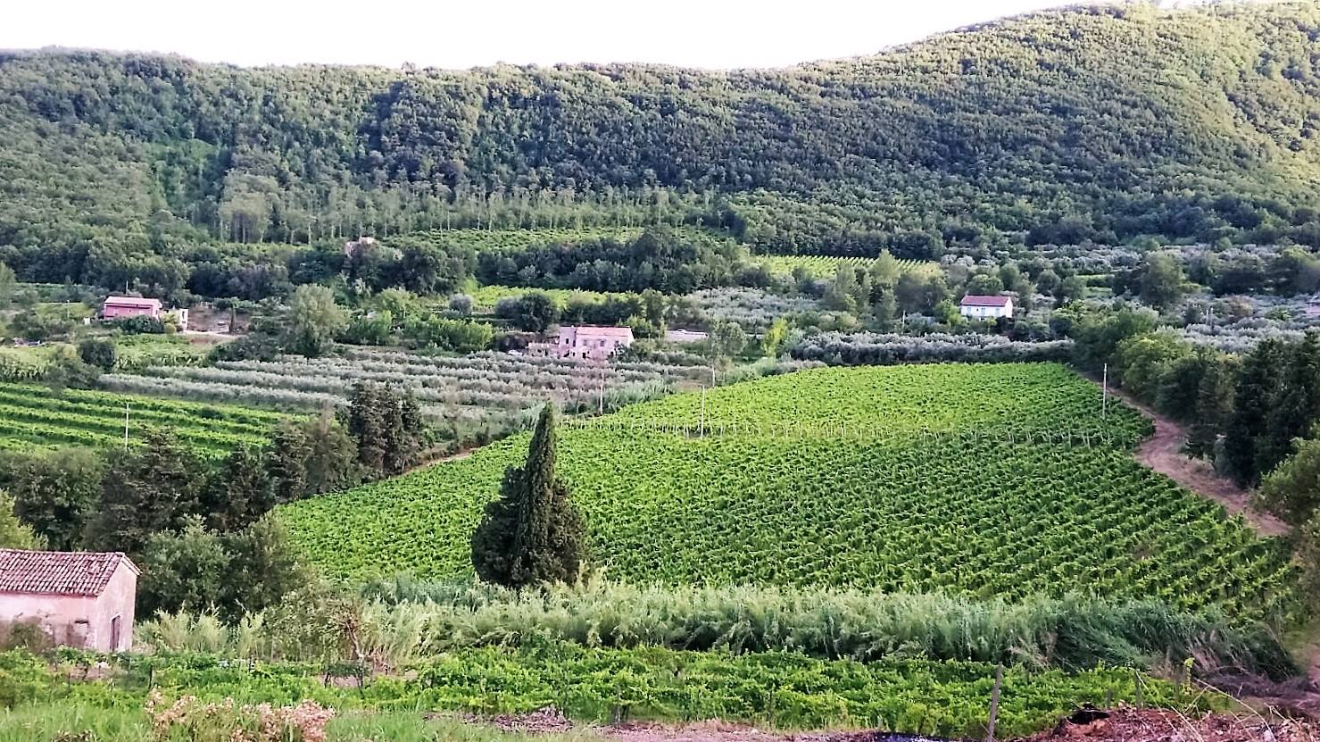 Wine tasting, visit to the wine cellars with cooking class and lunch in Sant'Agata de 'Goti - Photo 5