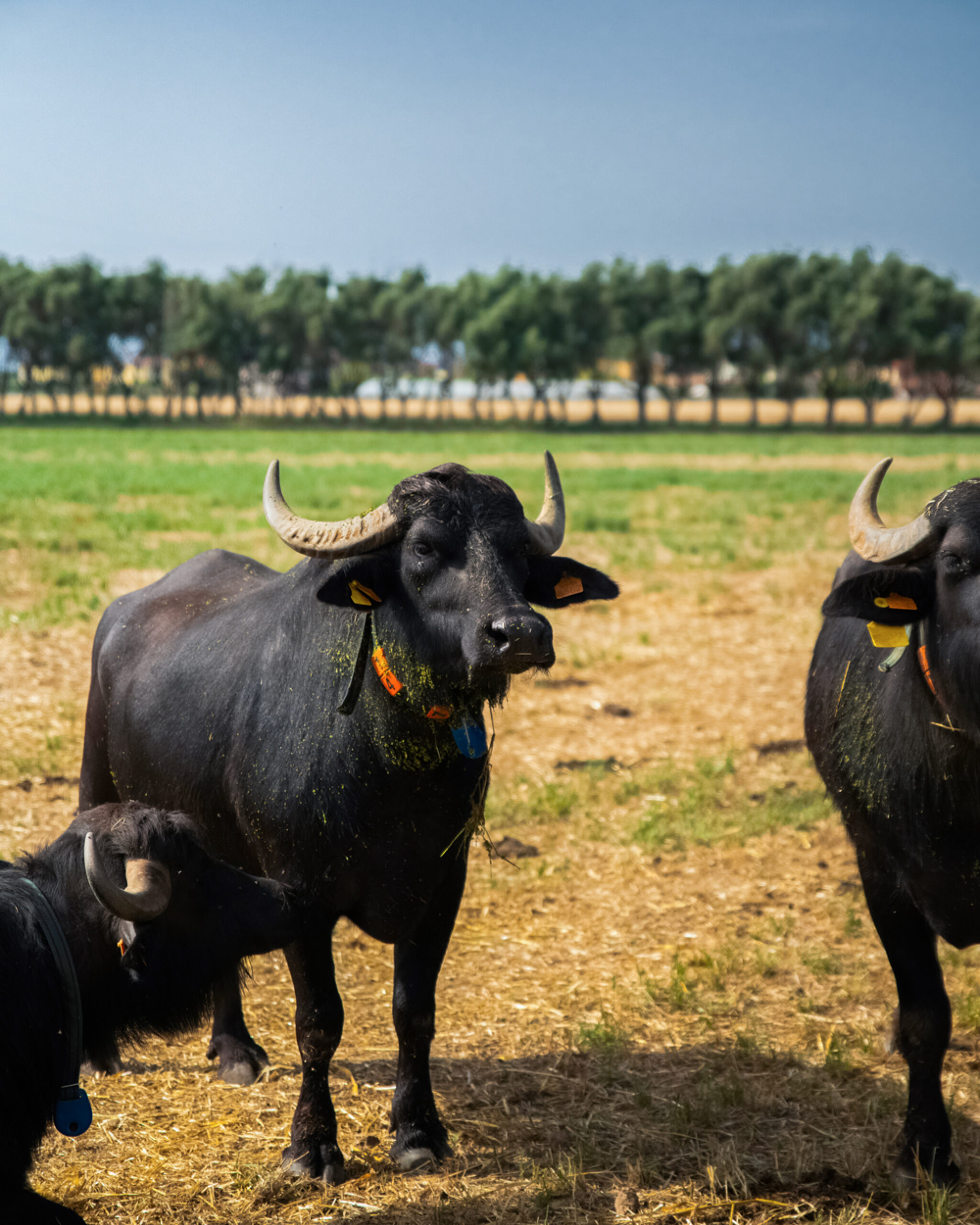Vannulo Buffalo Farm & Paestum Archaeological Park Private Tour 