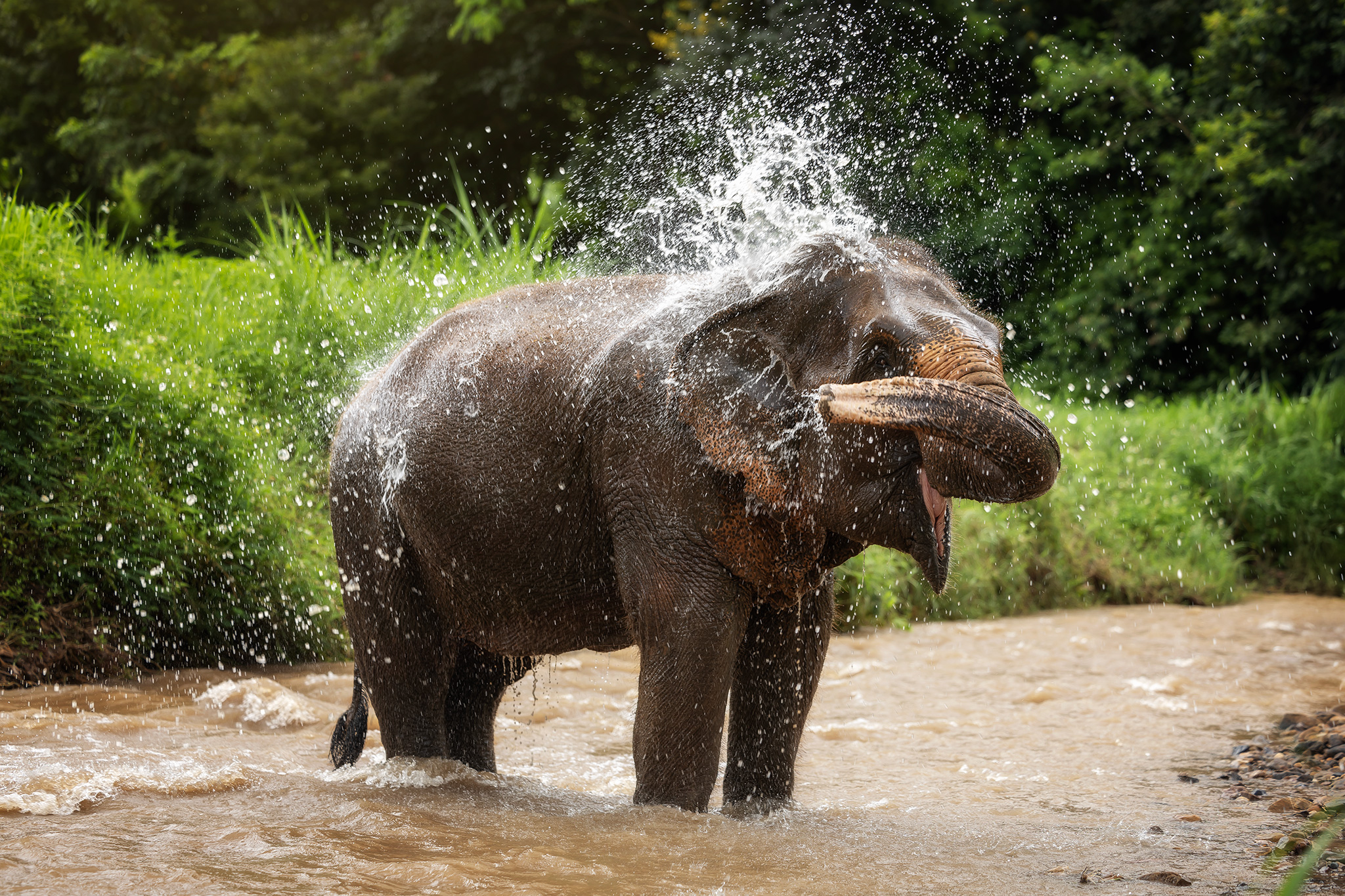 Chiang Mai: One Day Elephant Care 