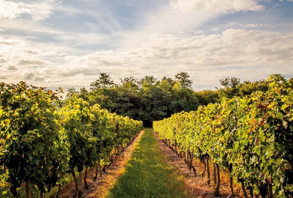 La Rochelle Shore Excursion: Bordeaux Private Wine Tour 