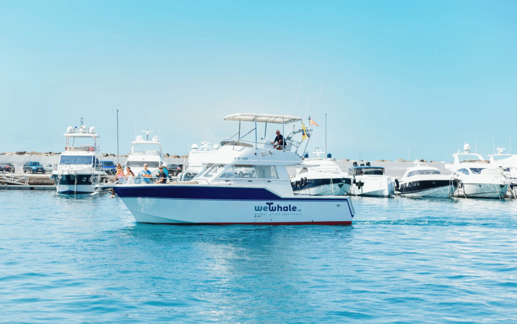 Gran Canaria Dolphin Observation in hybrid vessel (Shared)