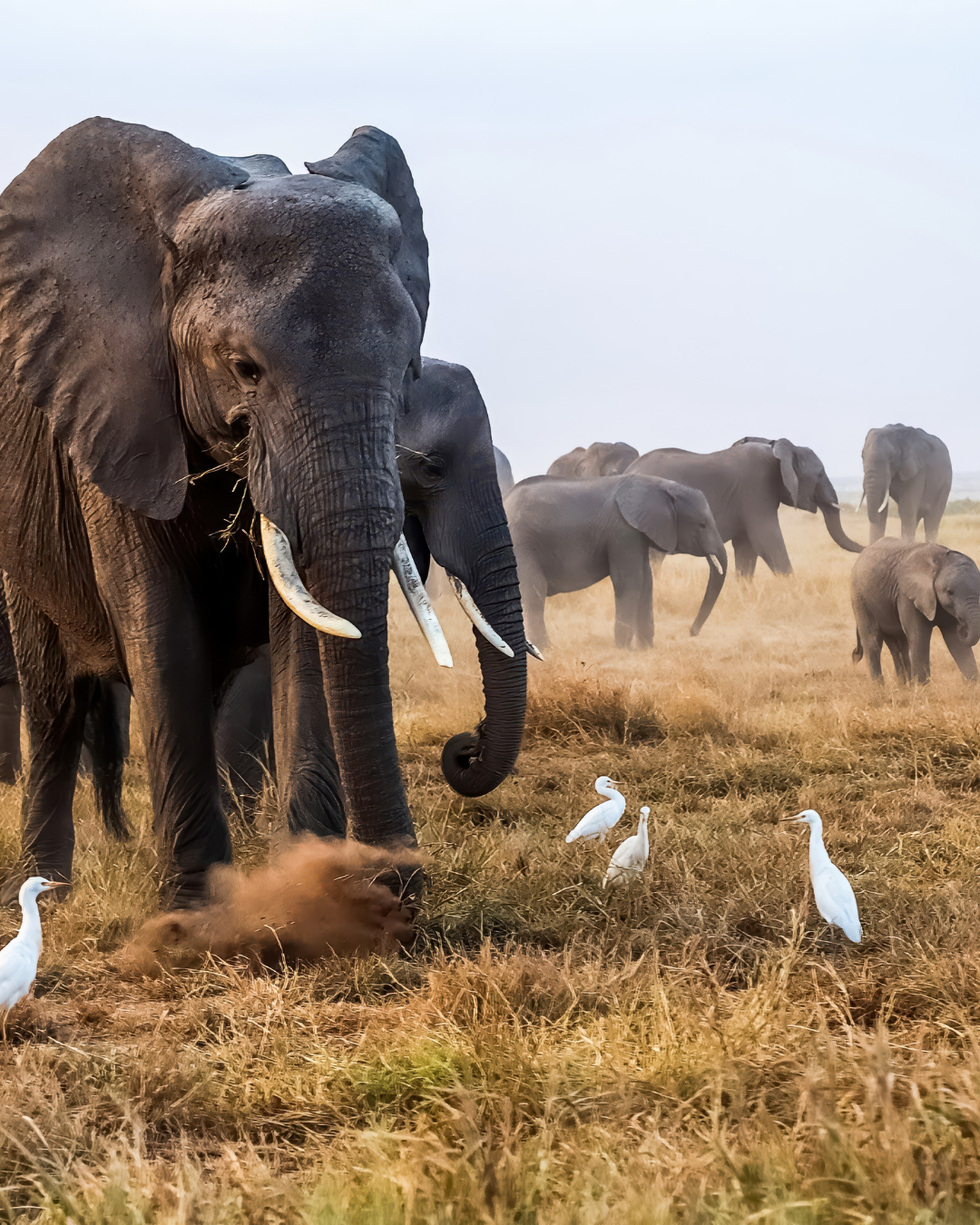 4-Day Maasai Mara & Lake Naivasha Private Safari from Nairobi – photo 6