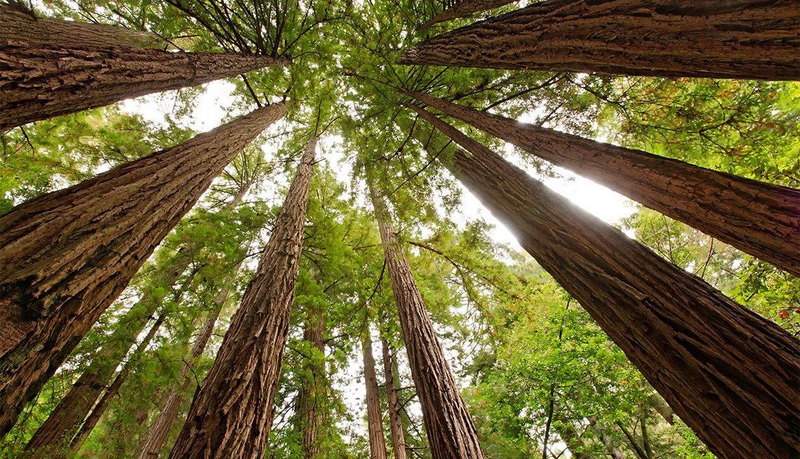 Muir Woods Small-Group Tour from San Francisco – photo 3
