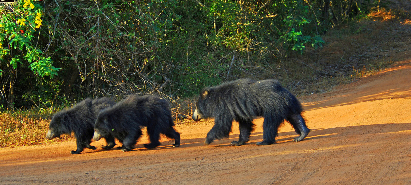 Minneriya National Park Safari from Dambulla