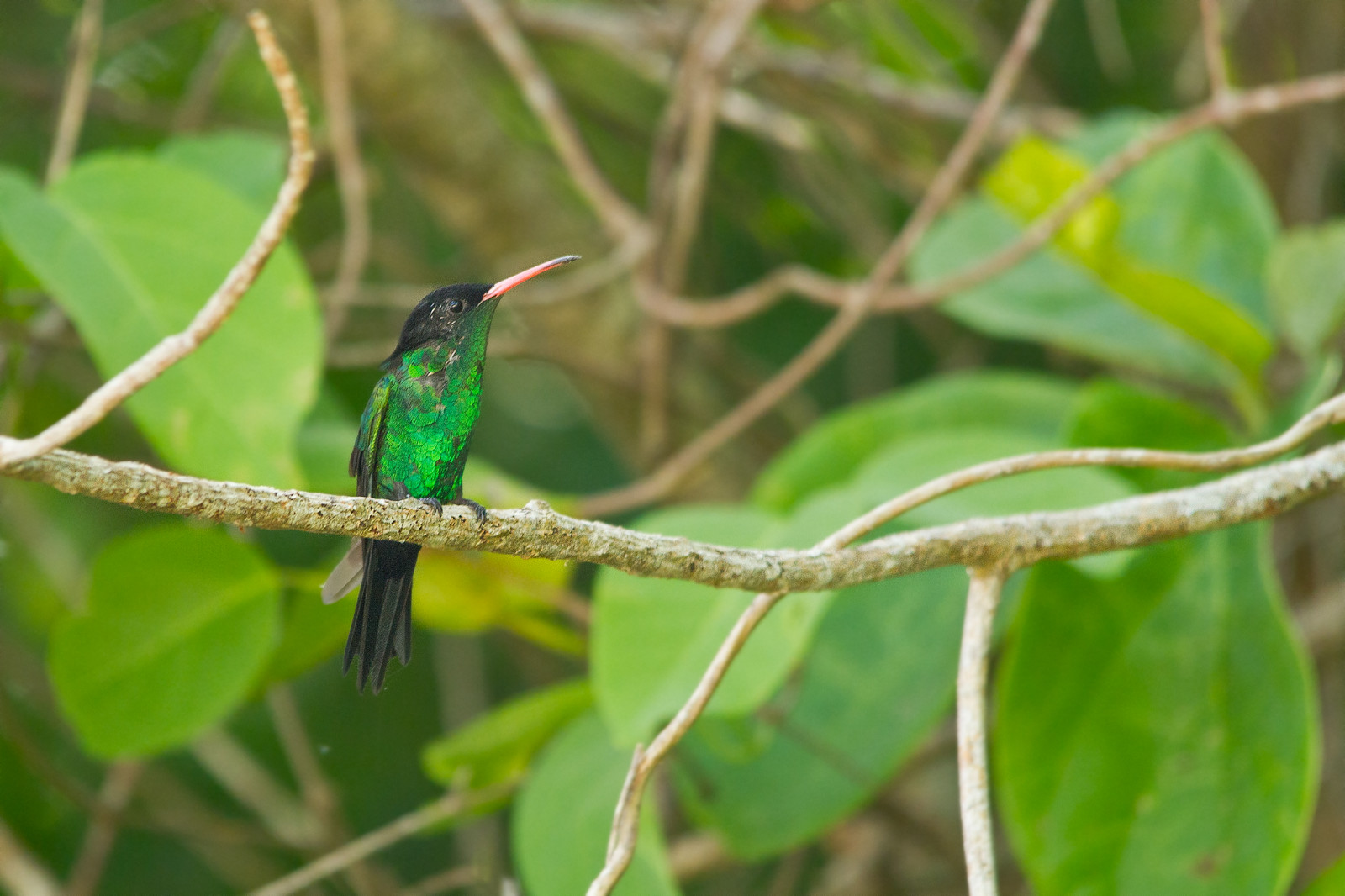 Experimente los famosos colibríes de Jamaica en Rocklands Bird Sanctuary-Montego Bay - Foto 3