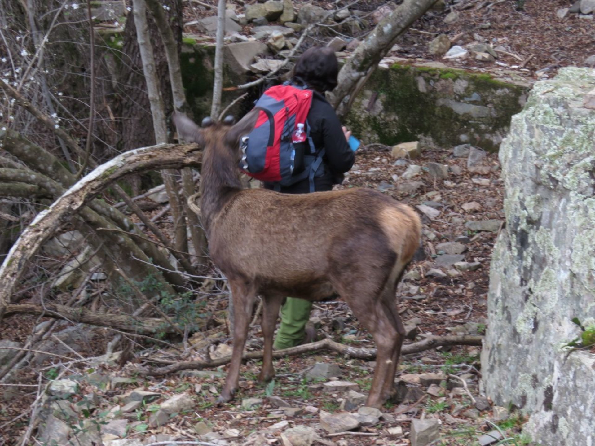 Castiadas: trekking in the S'Acqua Callenti forest - Photo 10