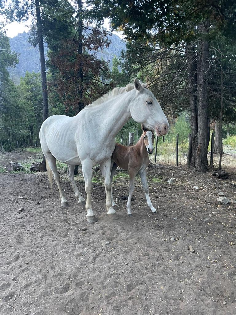 Cabalgata Los Baqueanos - Lago Gutiérrez - Foto 2