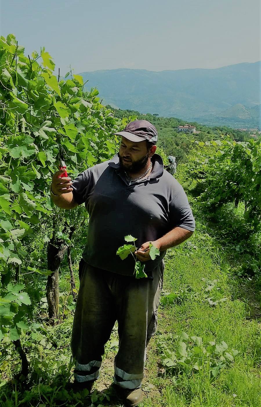 Sant'Agata de' Goti: Wine Tasting and Cellars visit  - Photo 3