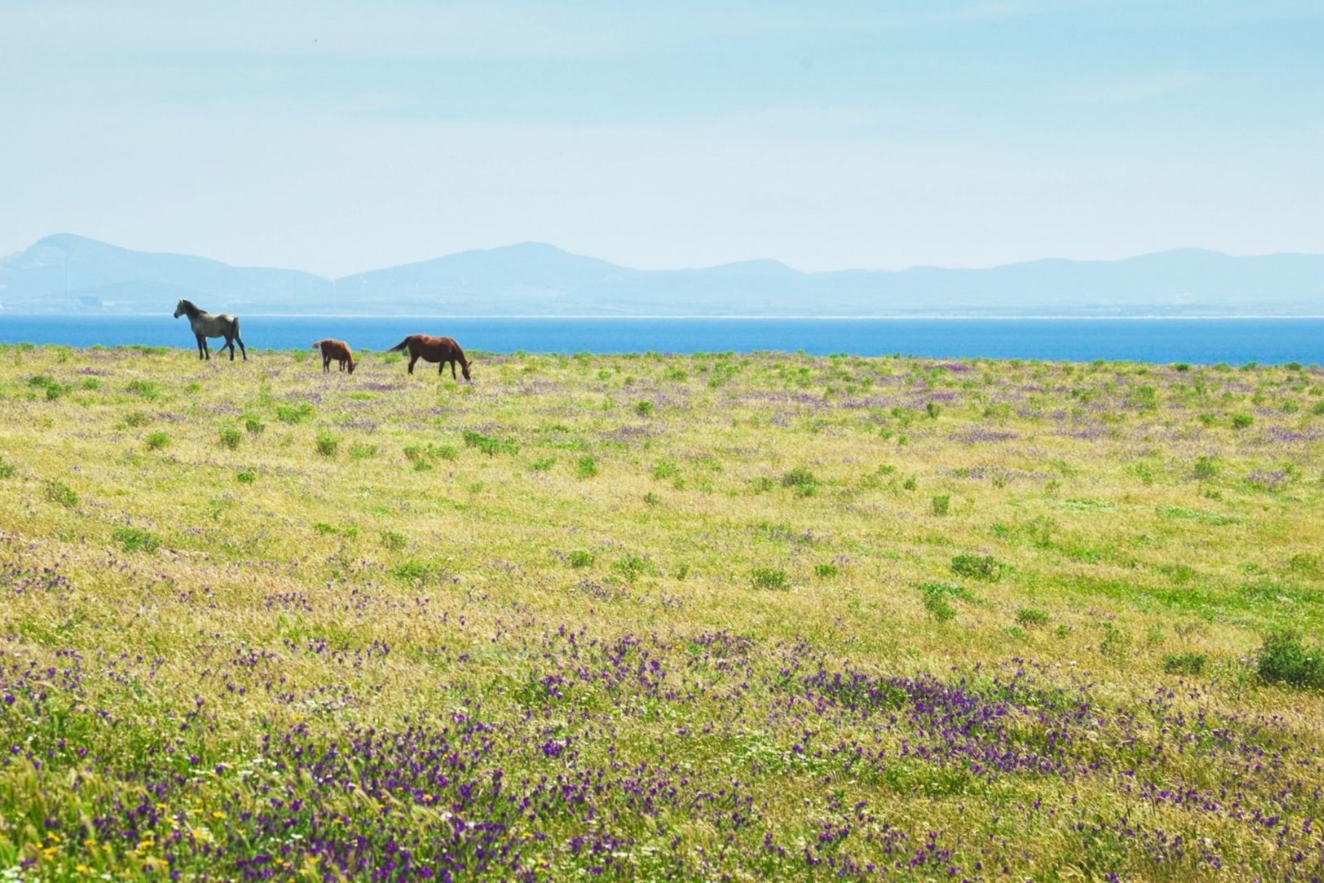 Rent an e-bike and discover Asinara from Porto Torres - Photo 9