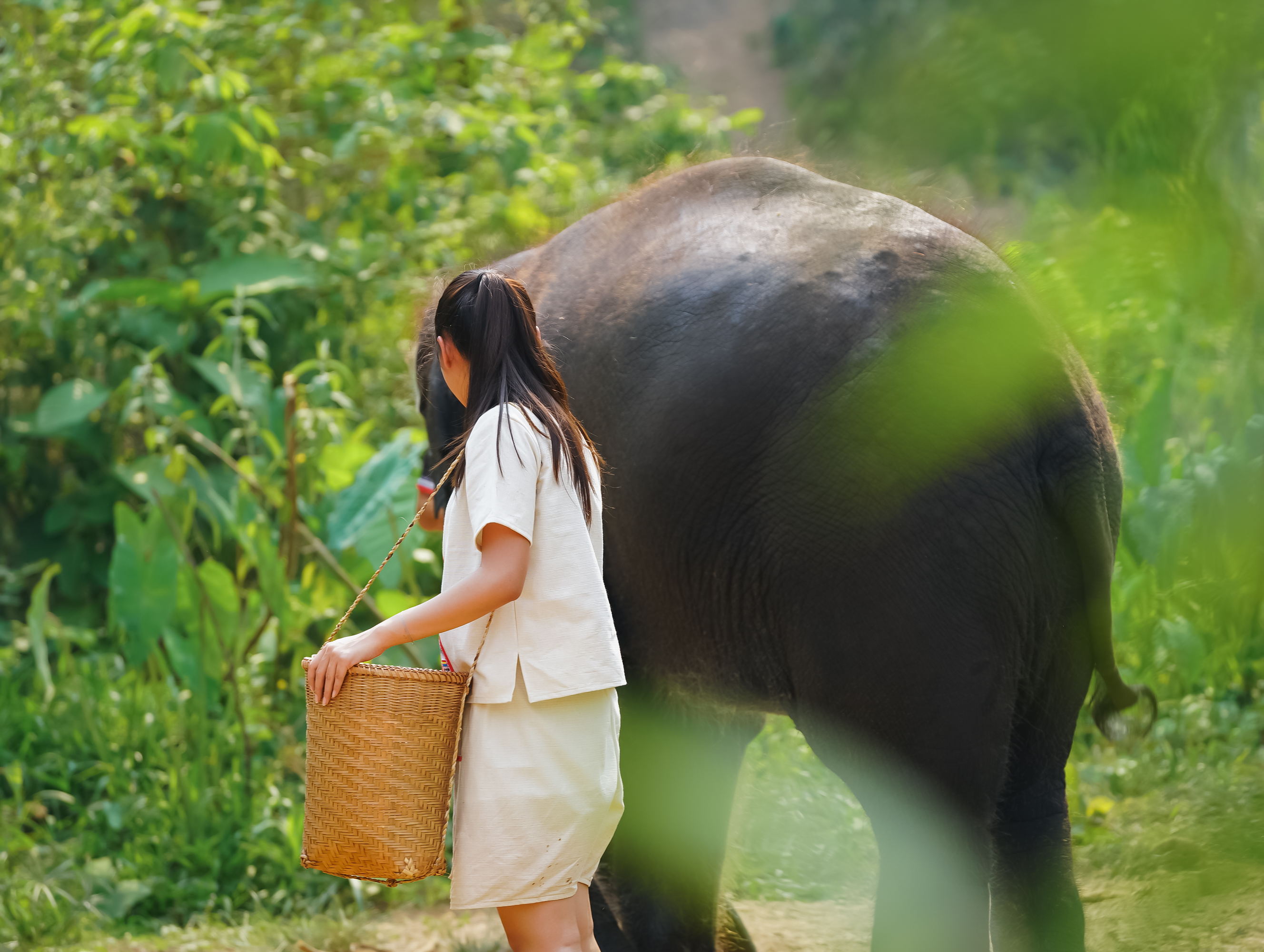 Cuidado de elefantes B: cuidado de elefantes y paseo por la jungla con buffet tailandés