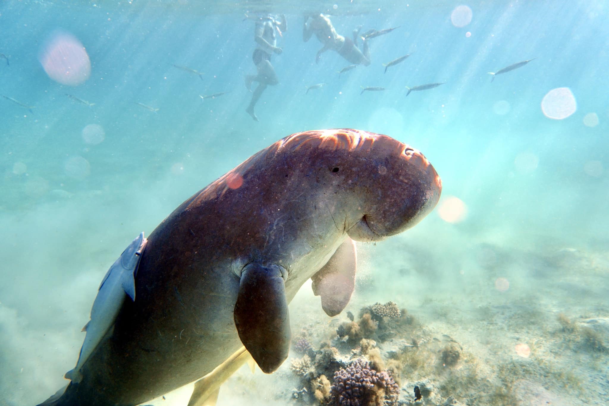 Abu Dabbab Dugong Snorkeling Trip from Makadi.