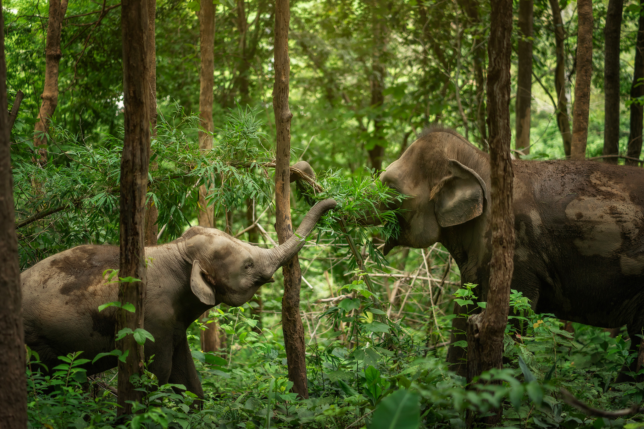 Chiang Mai: One Day Elephant Care 