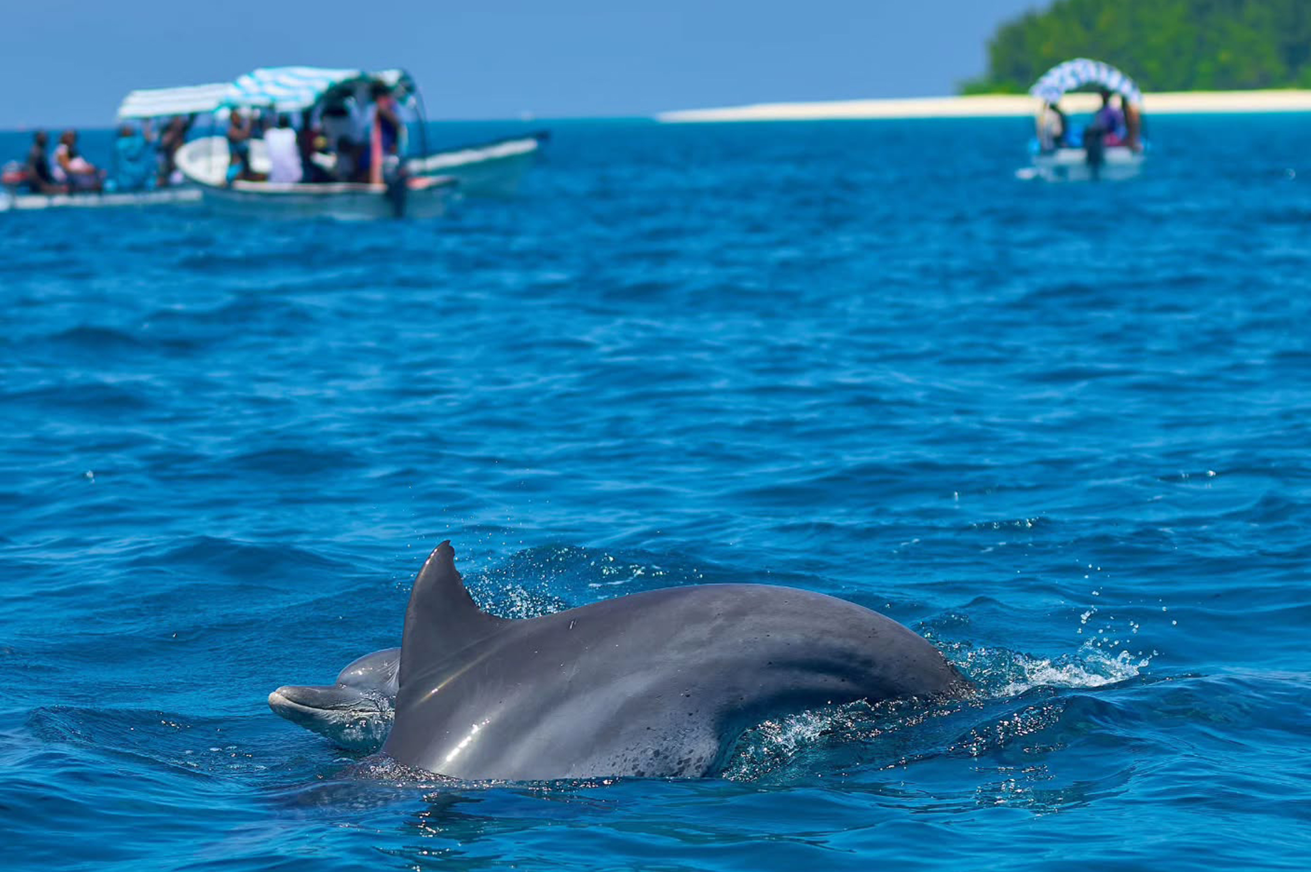 Zanzíbar: nadar con delfines en Kizimkazi