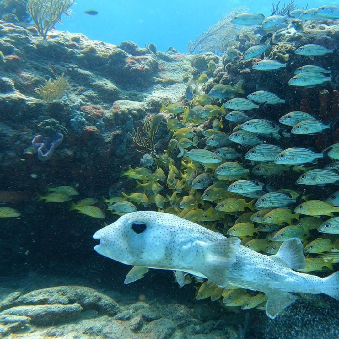 Her Şey Dahil Cancún: Dalış & Yat 51¨Leopard Ofis 10 saat