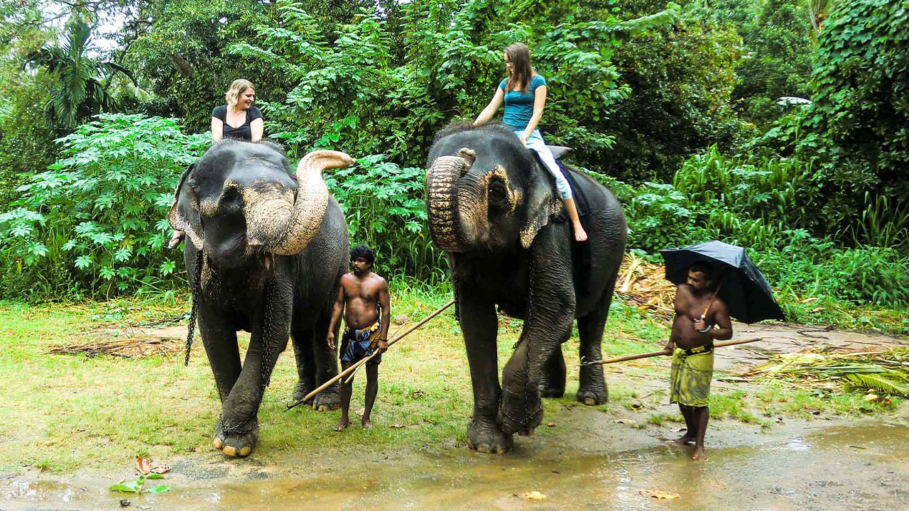 Millennium Elephant Foundation and Kandy Tour from Negombo