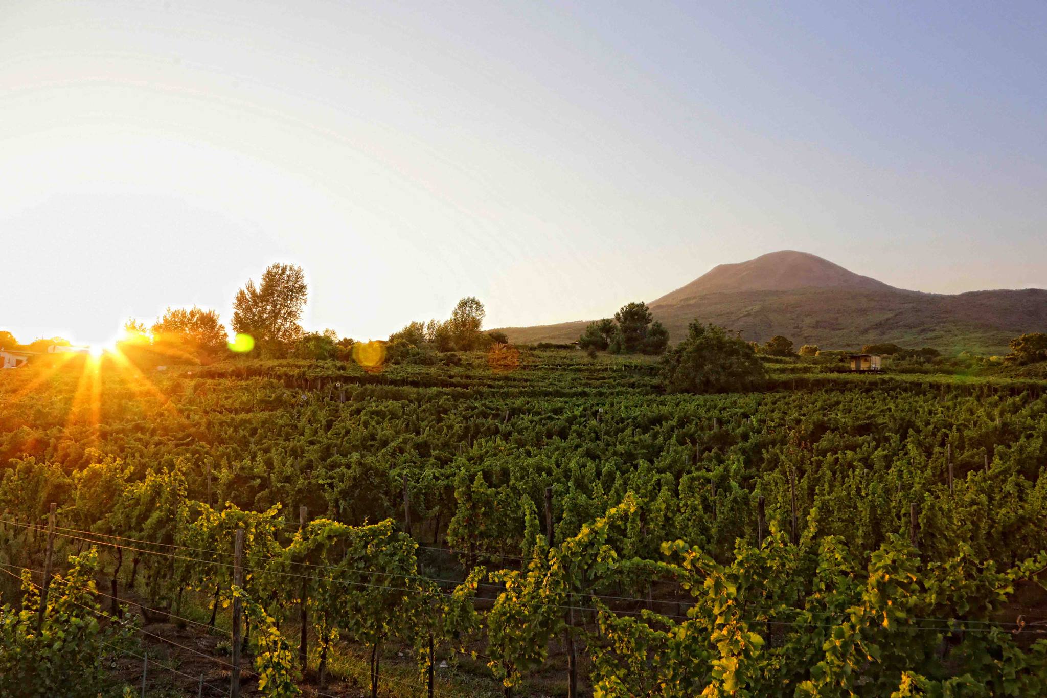 Harvest time: Educational Farm in the Vineyard - Photo 5