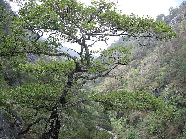 Huasteca Potosina Tour: Dive in Mystical Waters & Timeless Treasures (9 Days) — 4/9