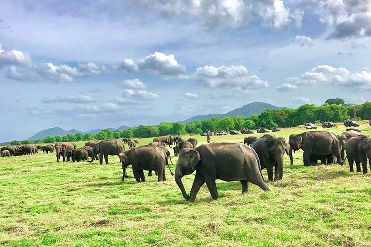 Elephant Explorer Tour from Udawalawe