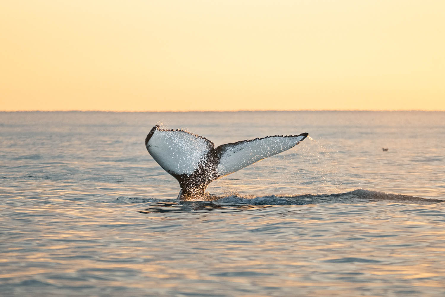 Midnight Sun Whale Watching from Húsavík - photo 3