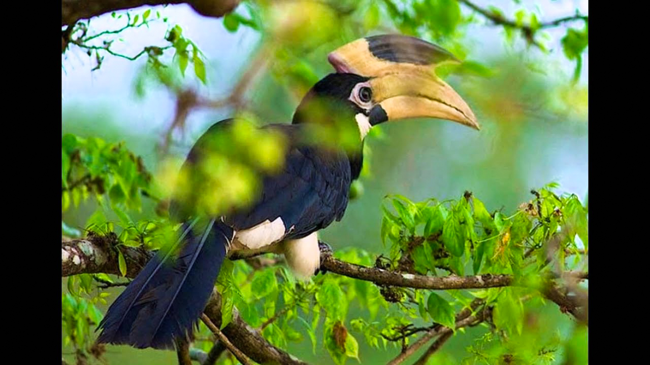 Bundala National Park Shared Safari.