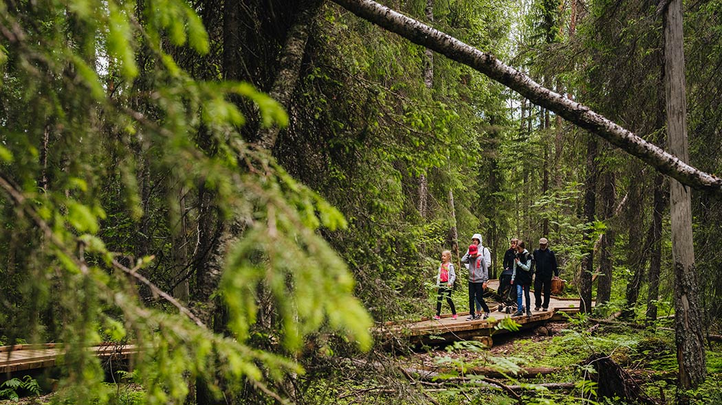 VAATTUKIKONGAS HIKE: The Forest Trail From Rovaniemi