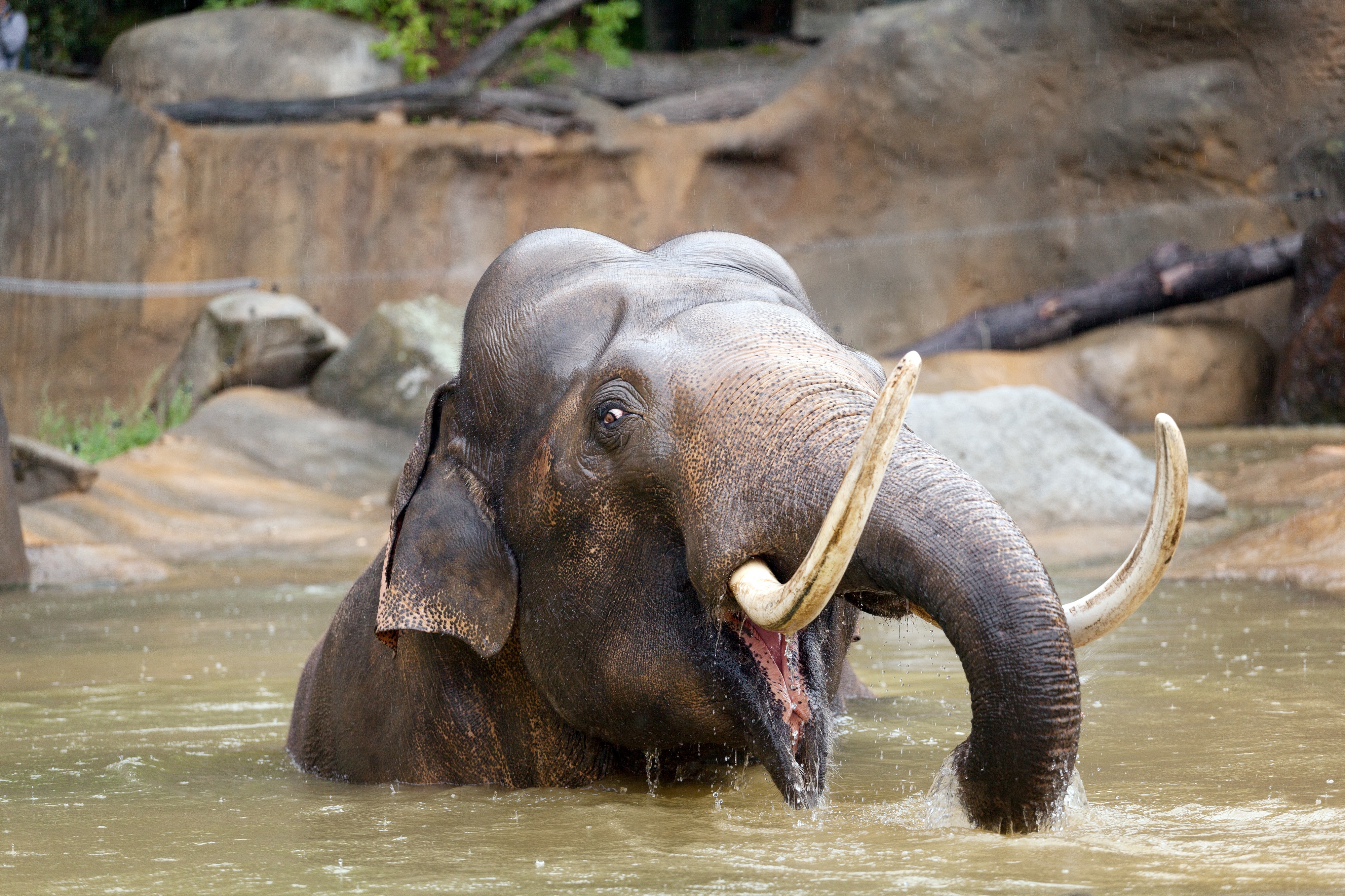 Boat to the ZOO with English Guide