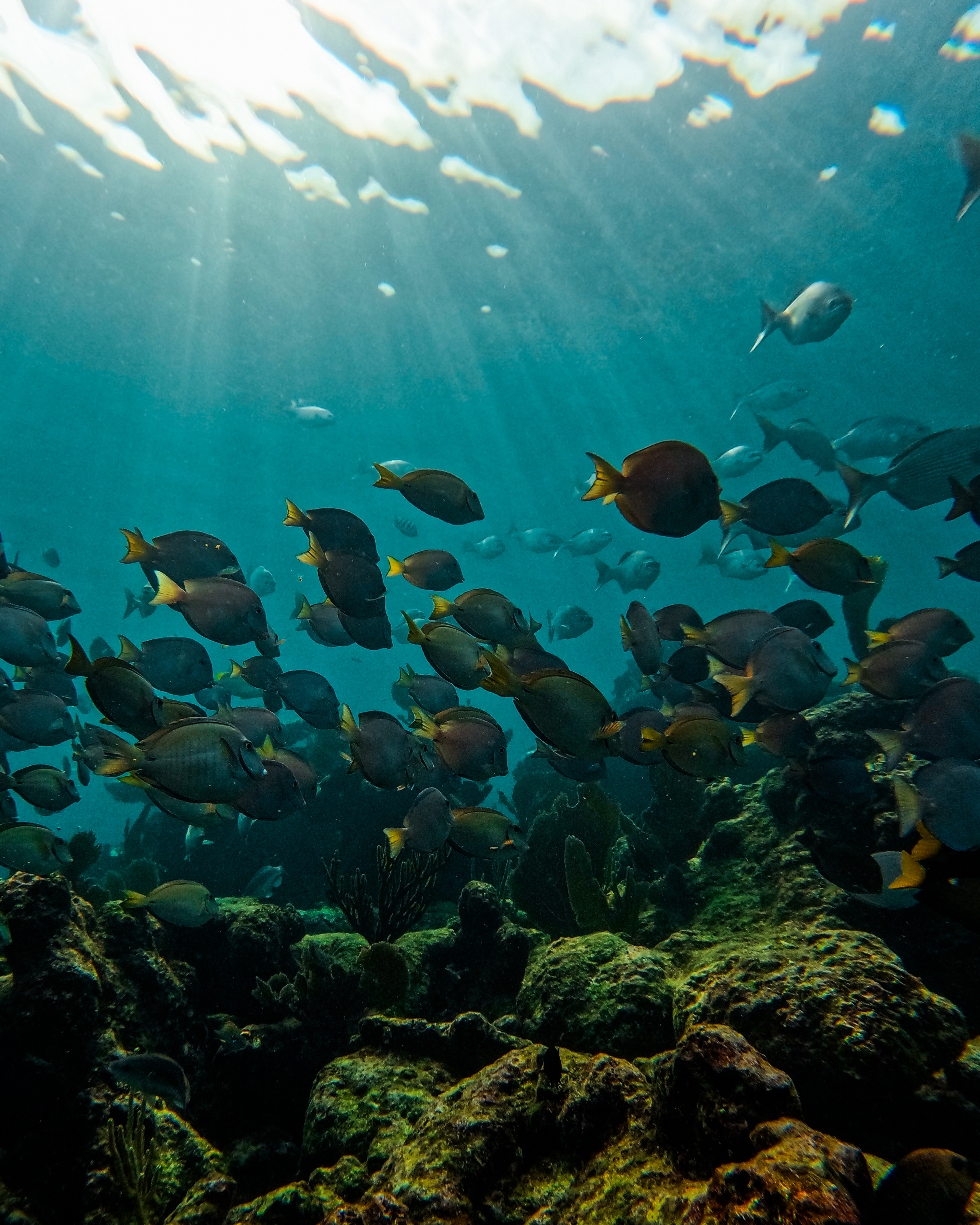1.5 hours Snorkeling at Tulum's paradise reef — 60/92
