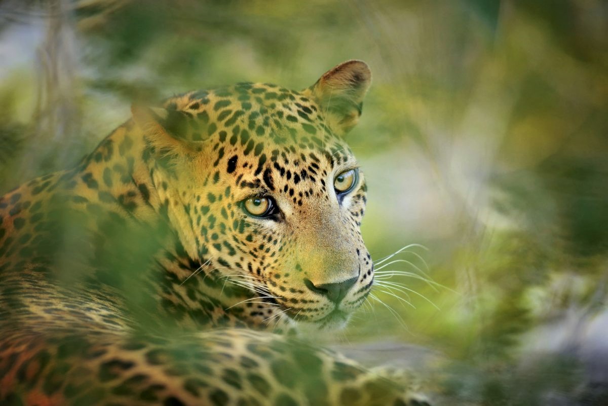 Gal Oya National Park Shared Safari