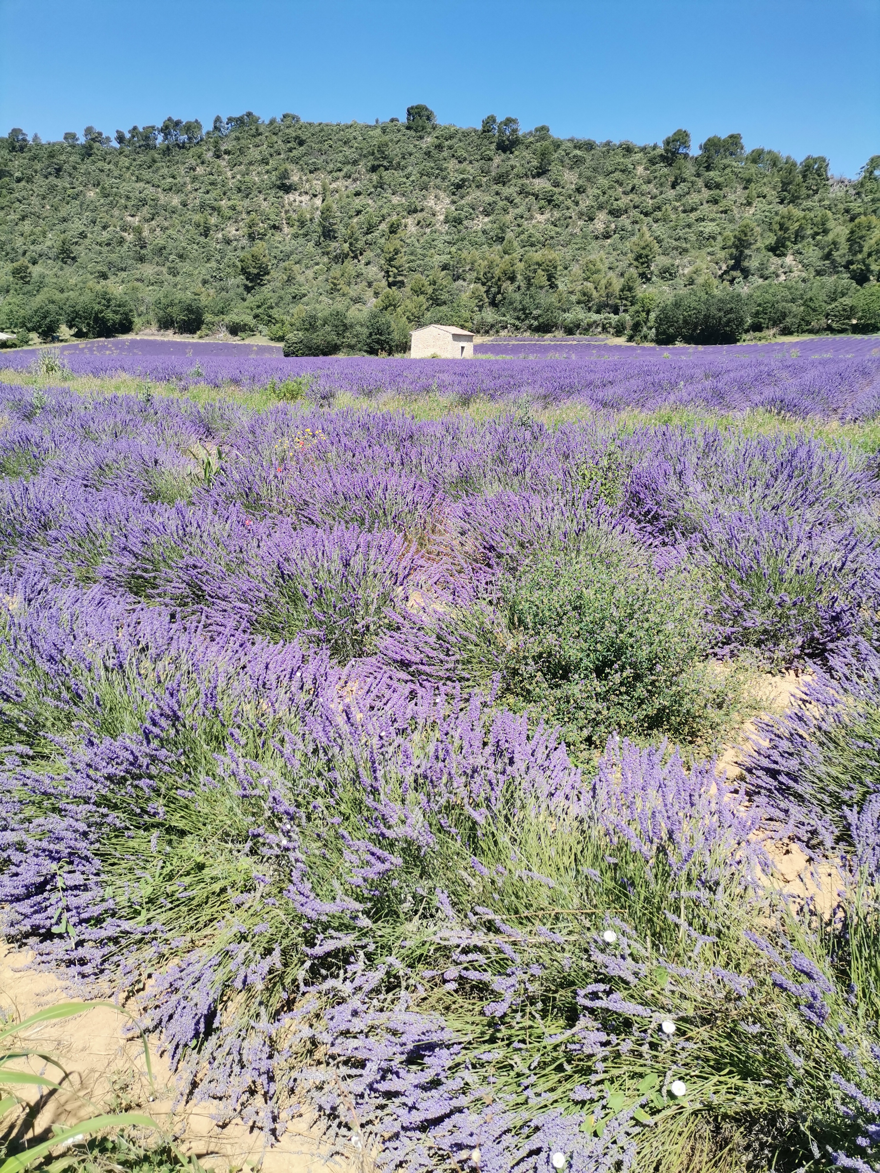 Live a real and unique experience in a lavender field - Photo 5
