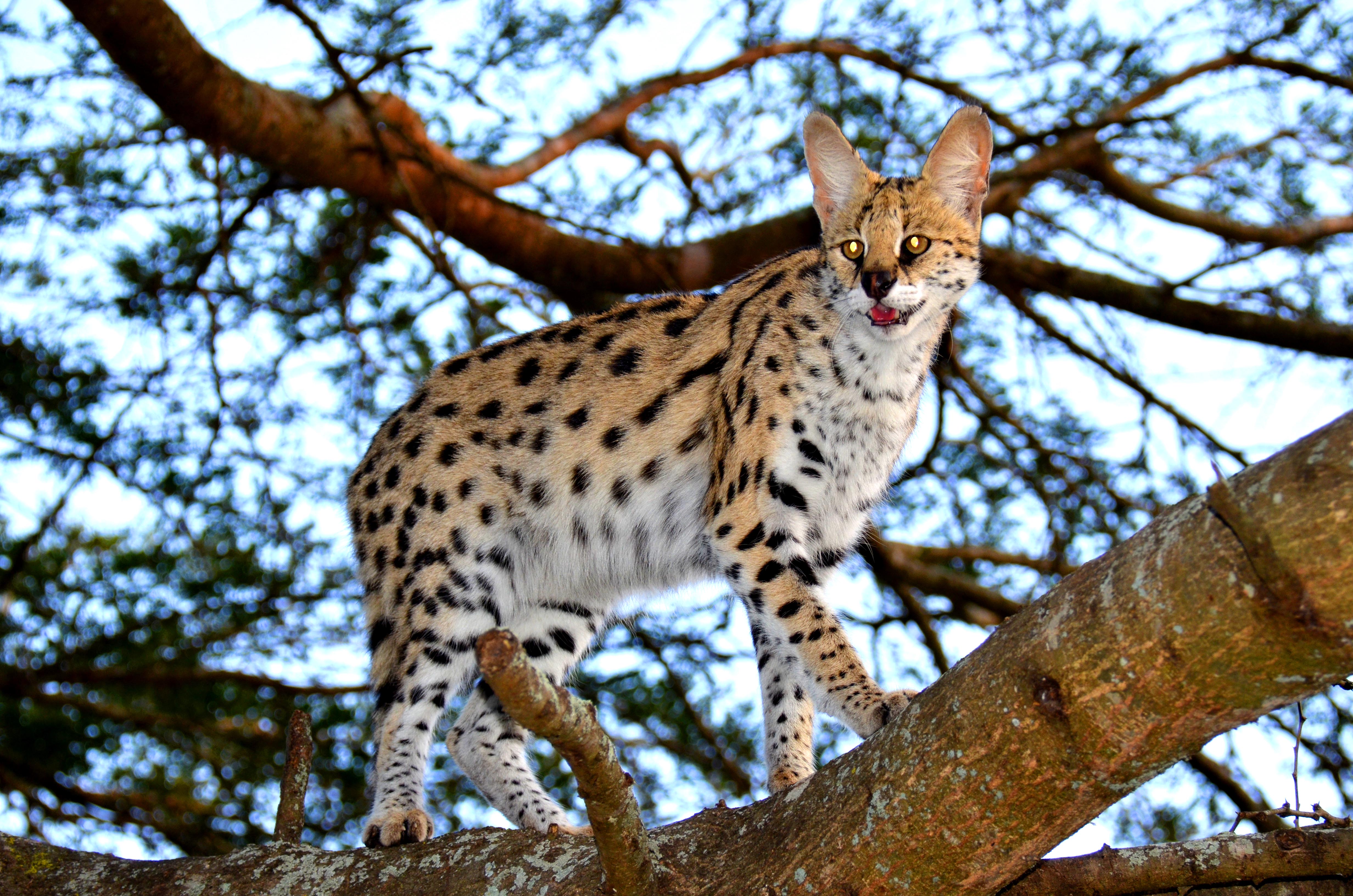 ST Lucia ISimangaliso Boat Safari y Emdoneni Wildcat Day Tour - Foto 3