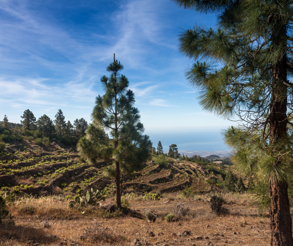 Teide con visita a bodega - Photo 8
