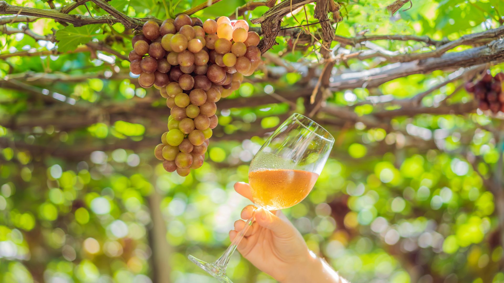 Irpinia: Wine tasting and guided tour - Photo 13