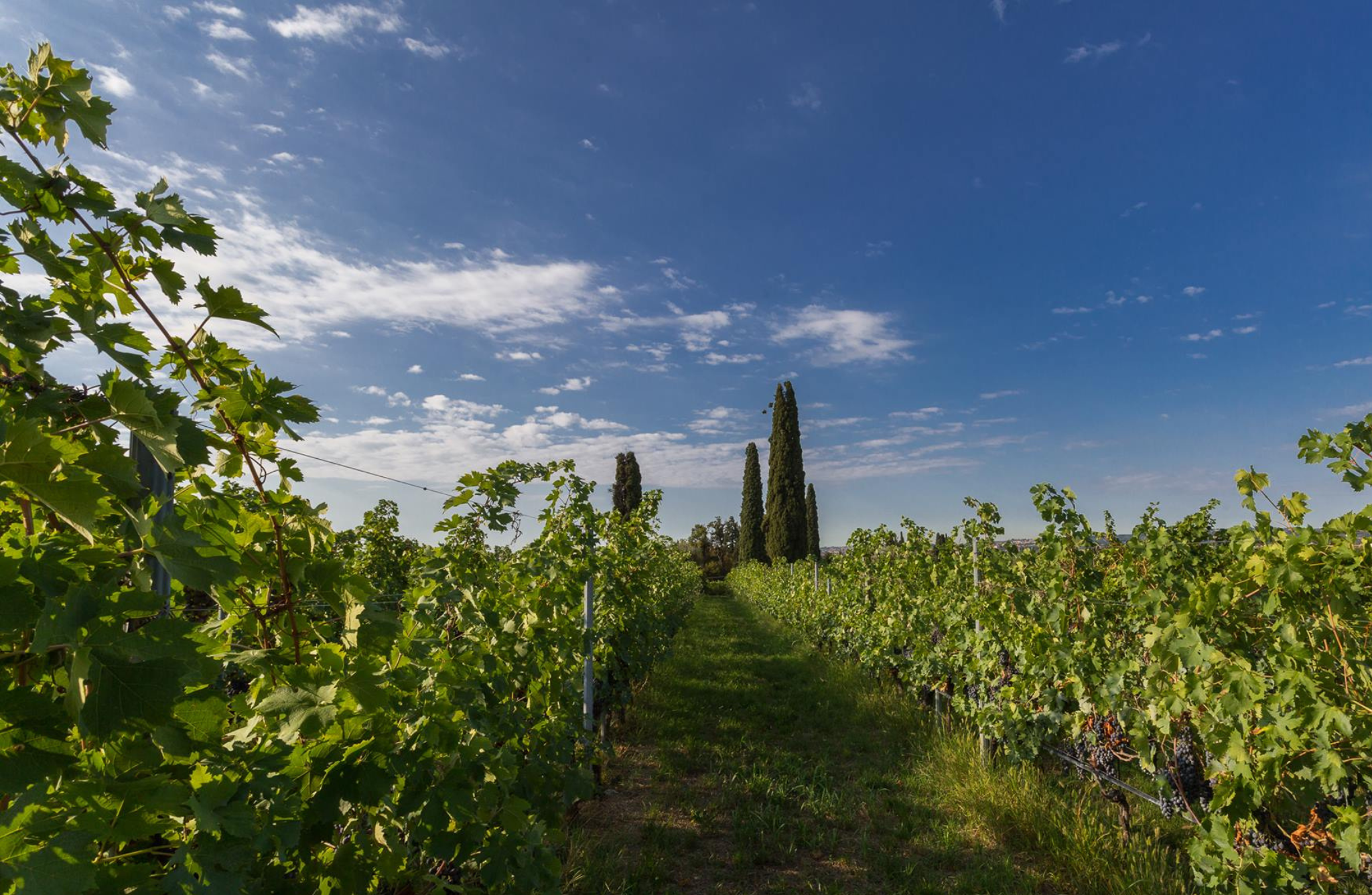 Boutique Winery Tour & Tasting in Valpolicella - Photo 9