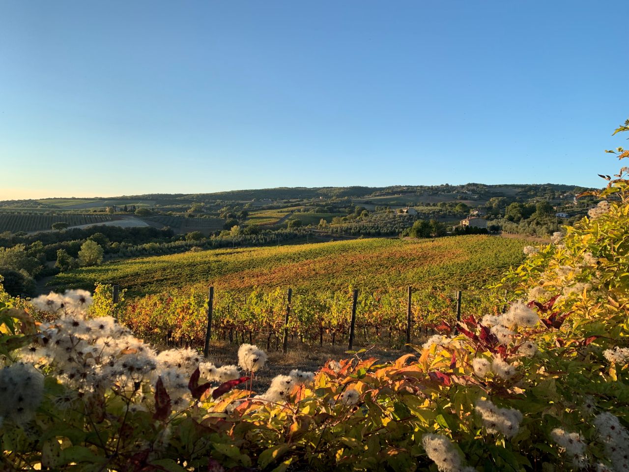 The Wines of Corbara: Exploring the Flavors of Umbria - Photo 7