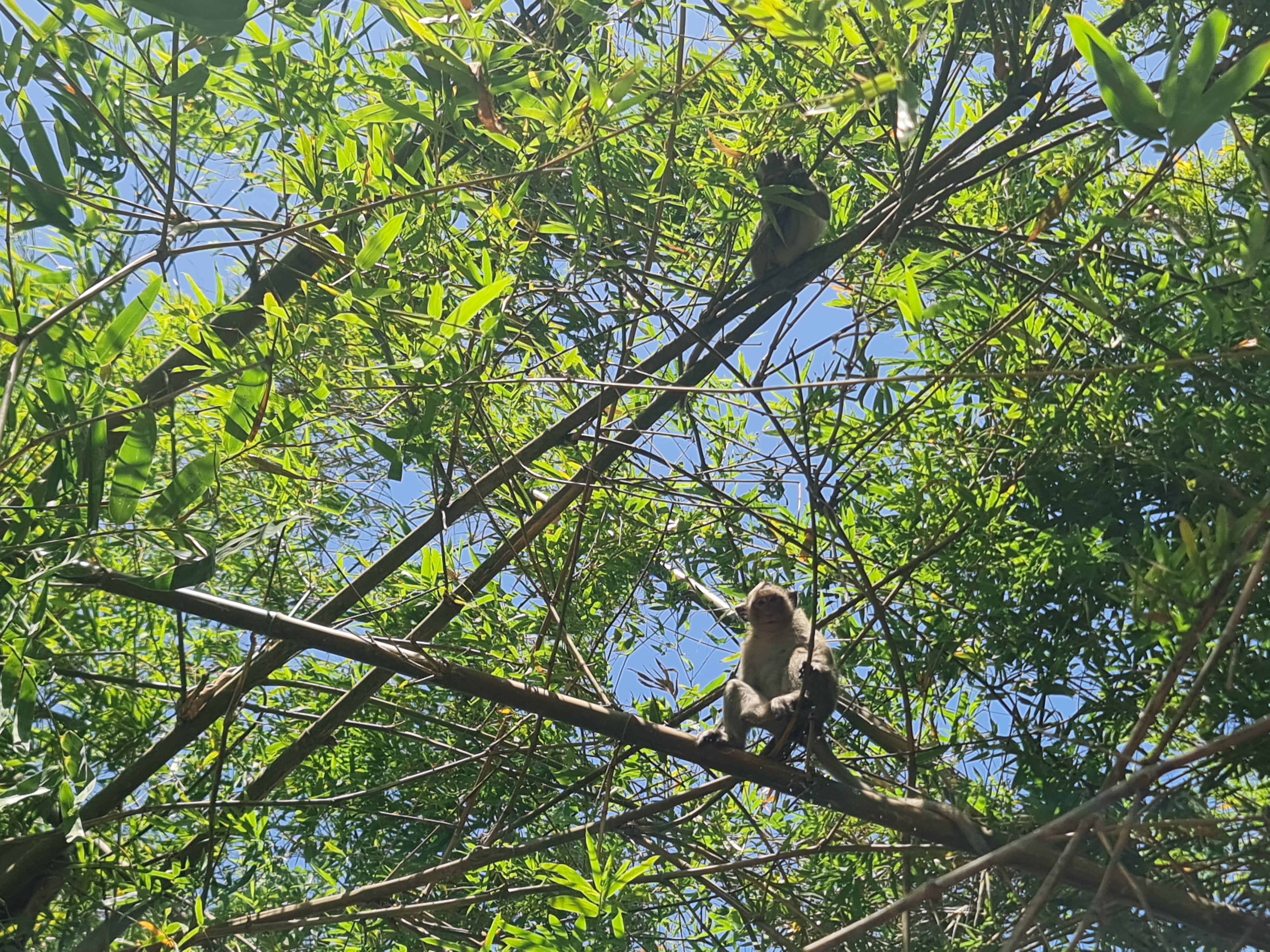 Explore U Minh Thuong Forest and The Bike trip In Pineapple Villages