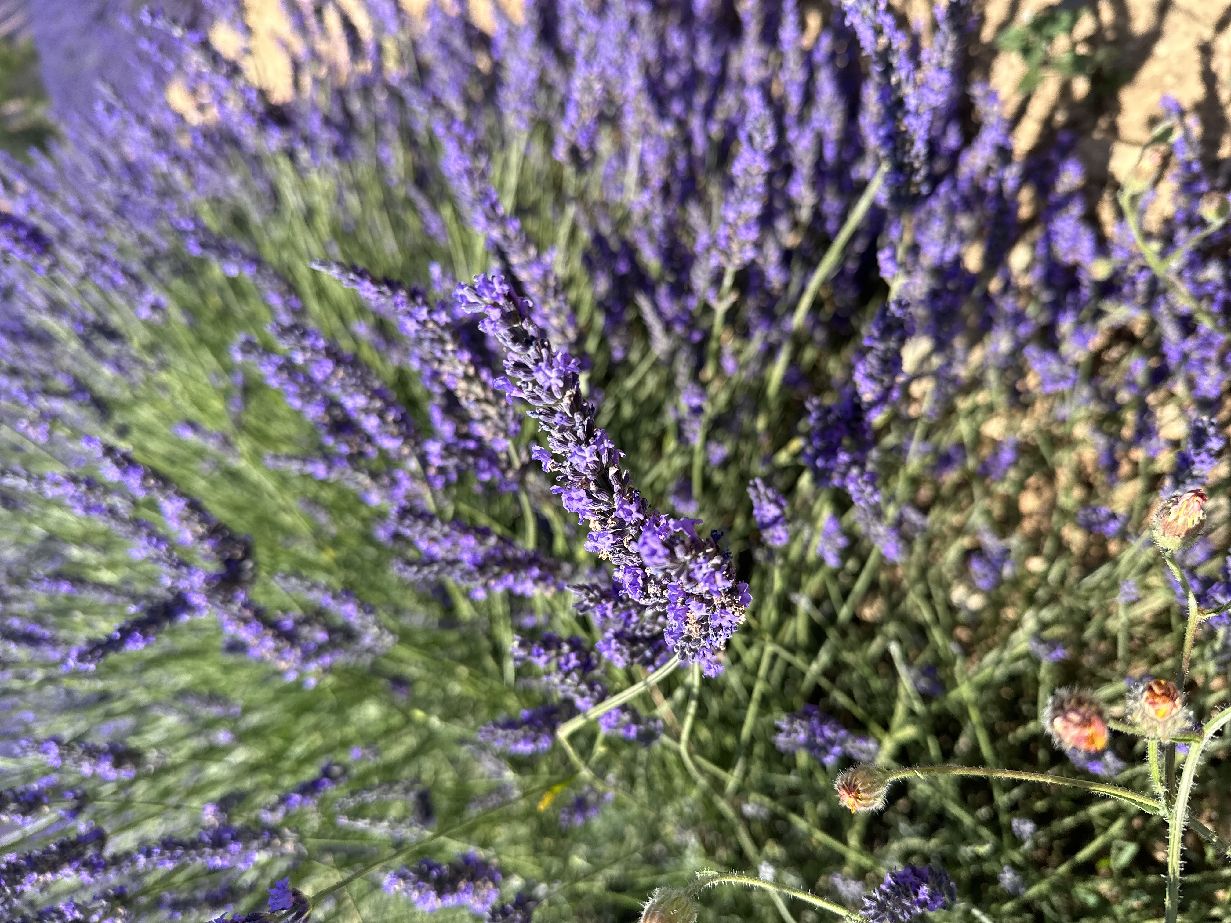 Lavender Private Day Trip - Photo 5
