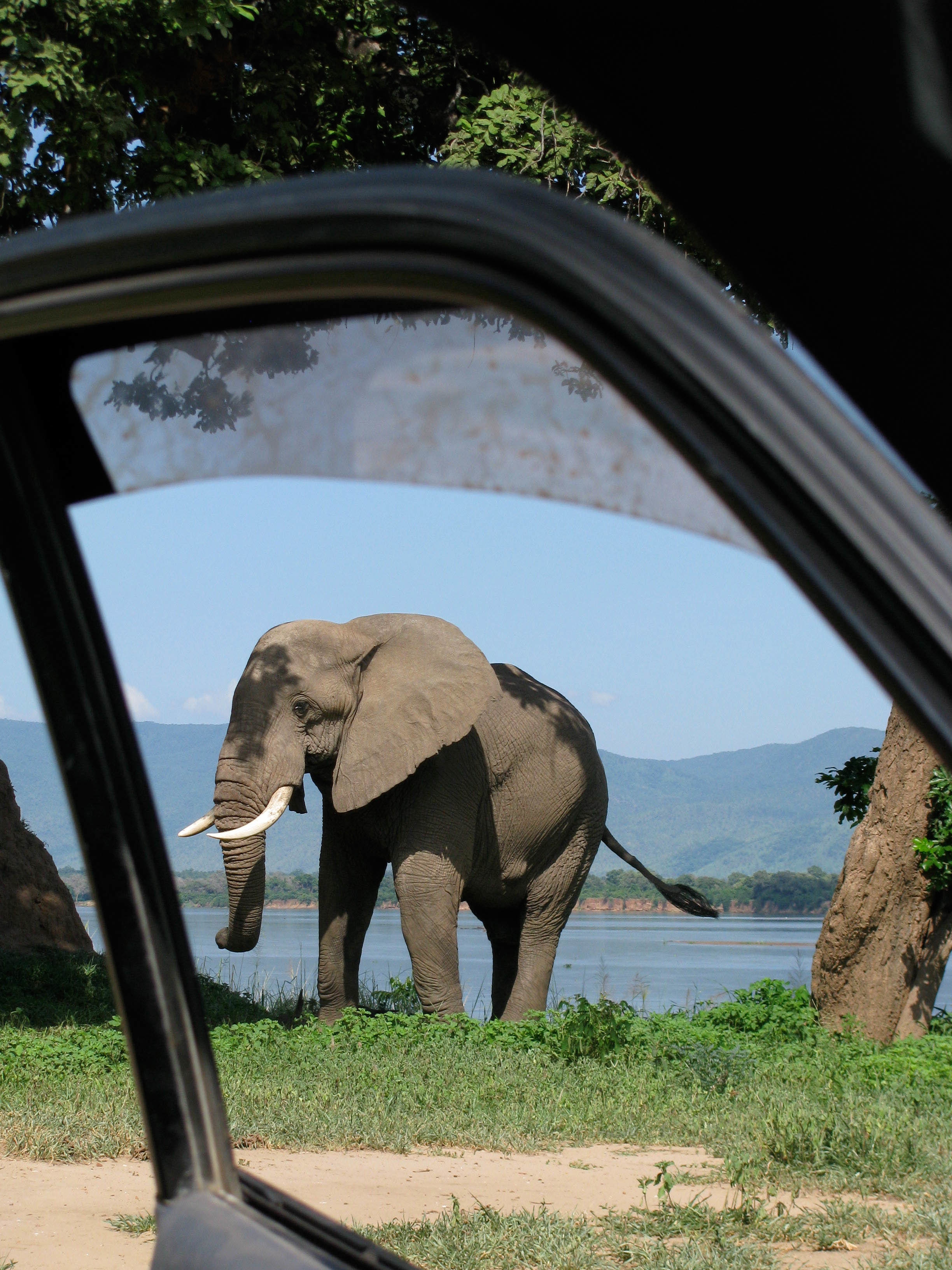 Excursión privada de león y safari de día completo
