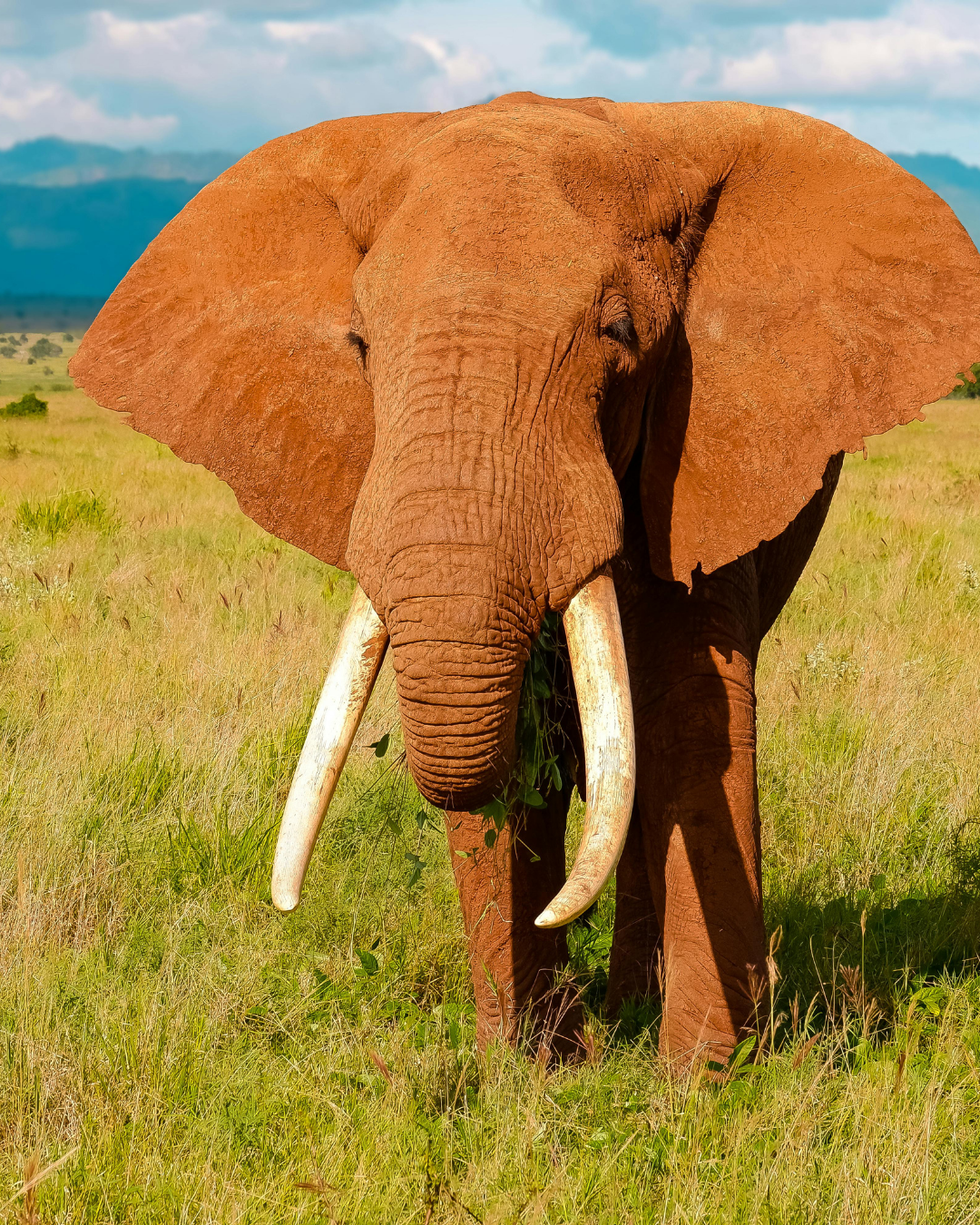 4-Day Maasai Mara & Lake Naivasha Private Safari from Nairobi – photo 3