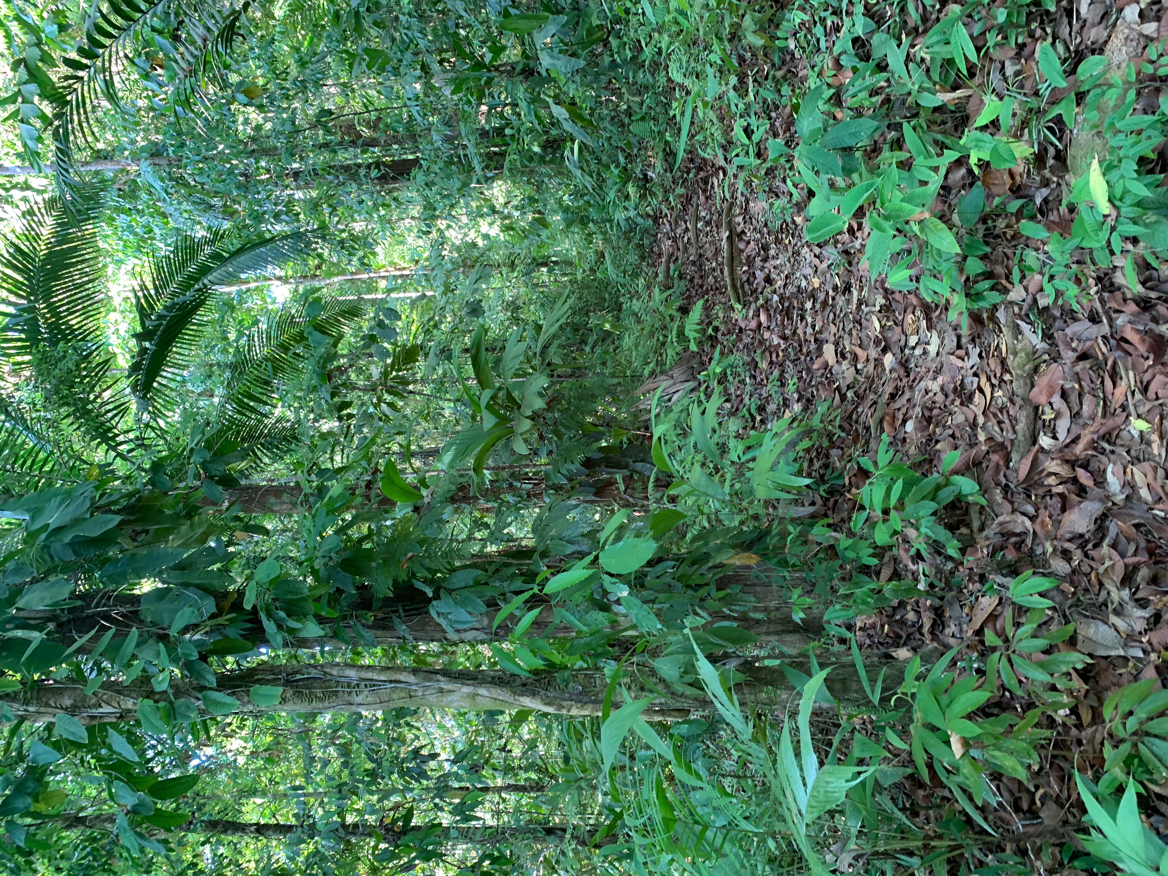 Paraiso verde Corcovado Day Tour 5